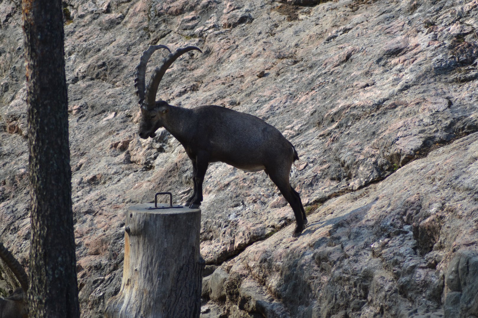 Alpine ibex in the safari park at Kolmården