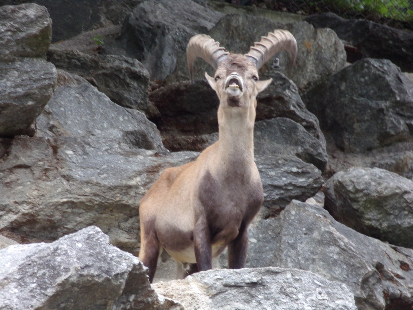 Alpine ibex male 9.7.25