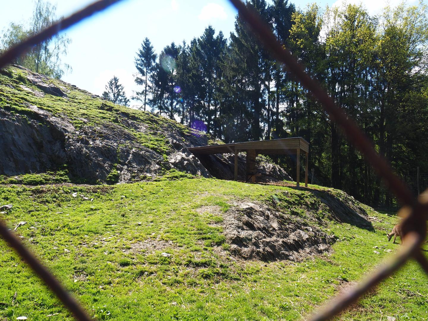 Alpine ibex paddock, 2021-05-29