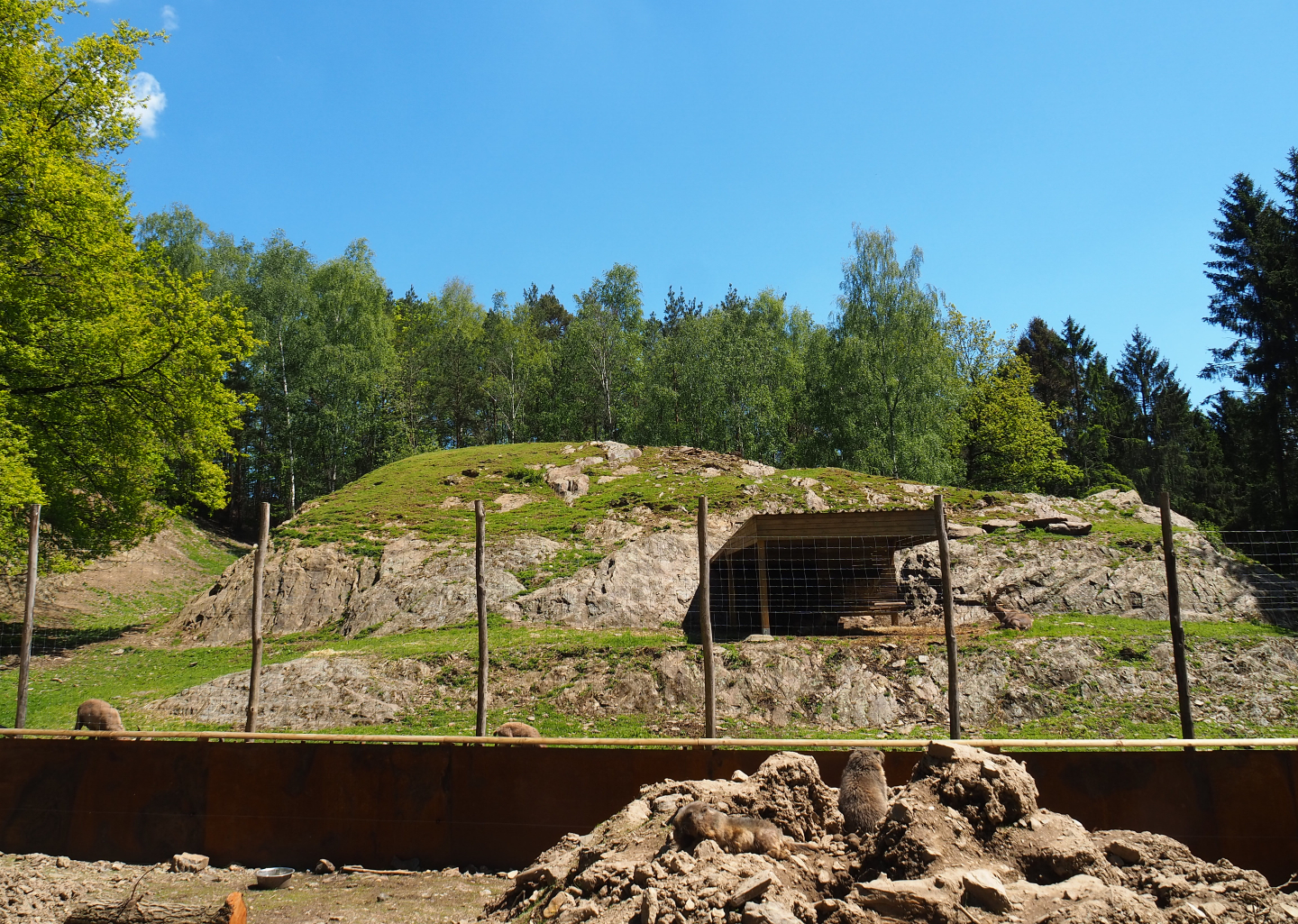 Alpine ibex paddock and part of the Alpine marmot exhibit, 2021-05-29