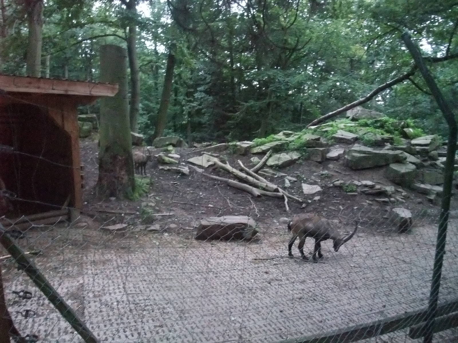 Alpine Ibex Paddock at Wildpark Pforzheim, 02/09/10