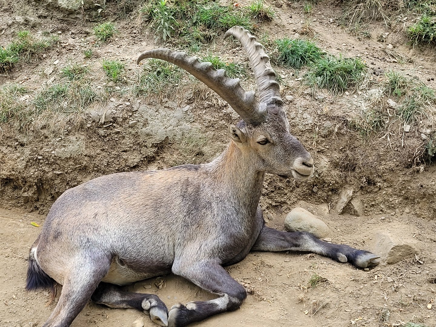 Alpine ibex -Parc Animalier des Pyrénées (2023)