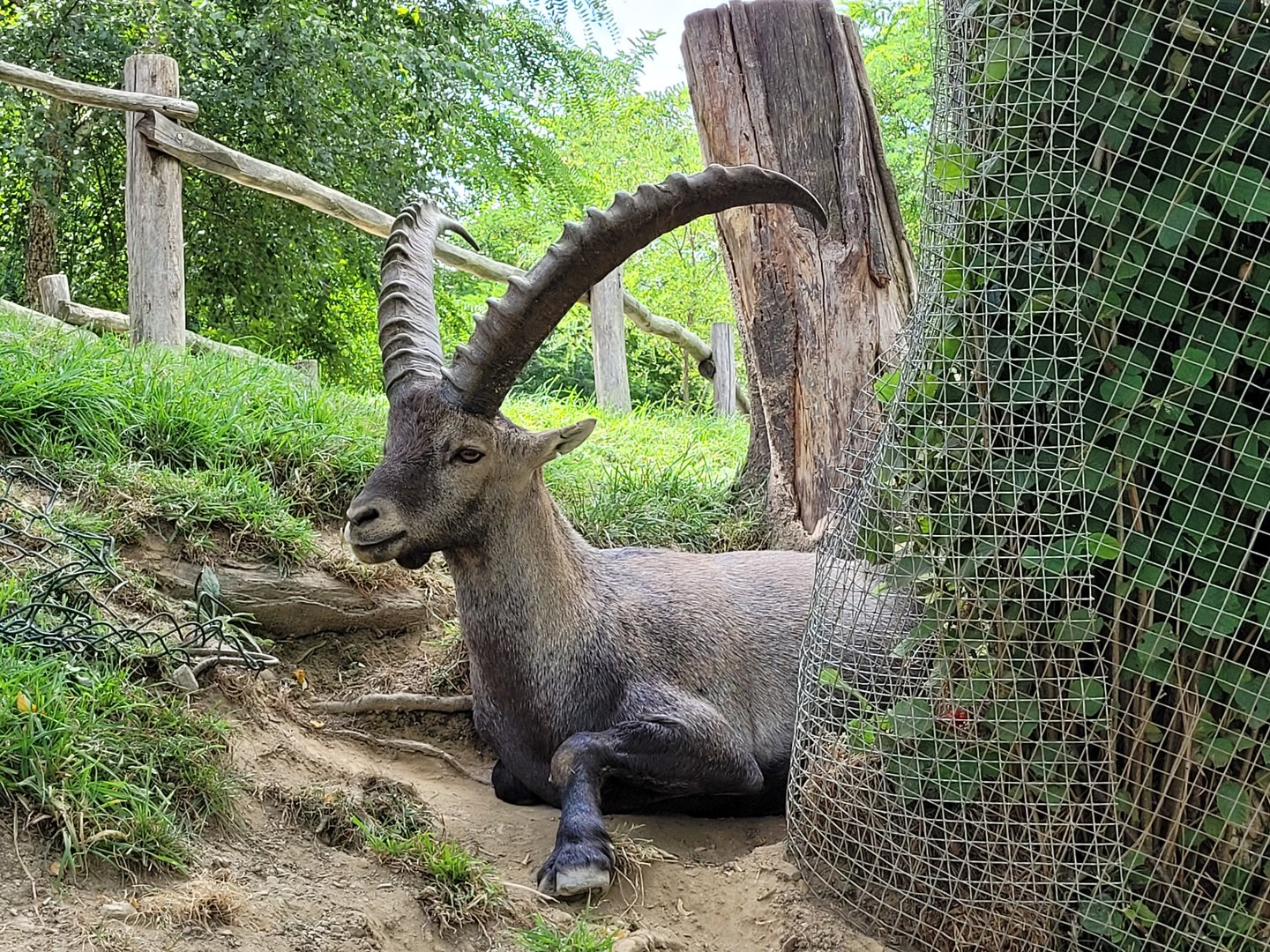 Alpine ibex -Parc Animalier des Pyrénées (2023)