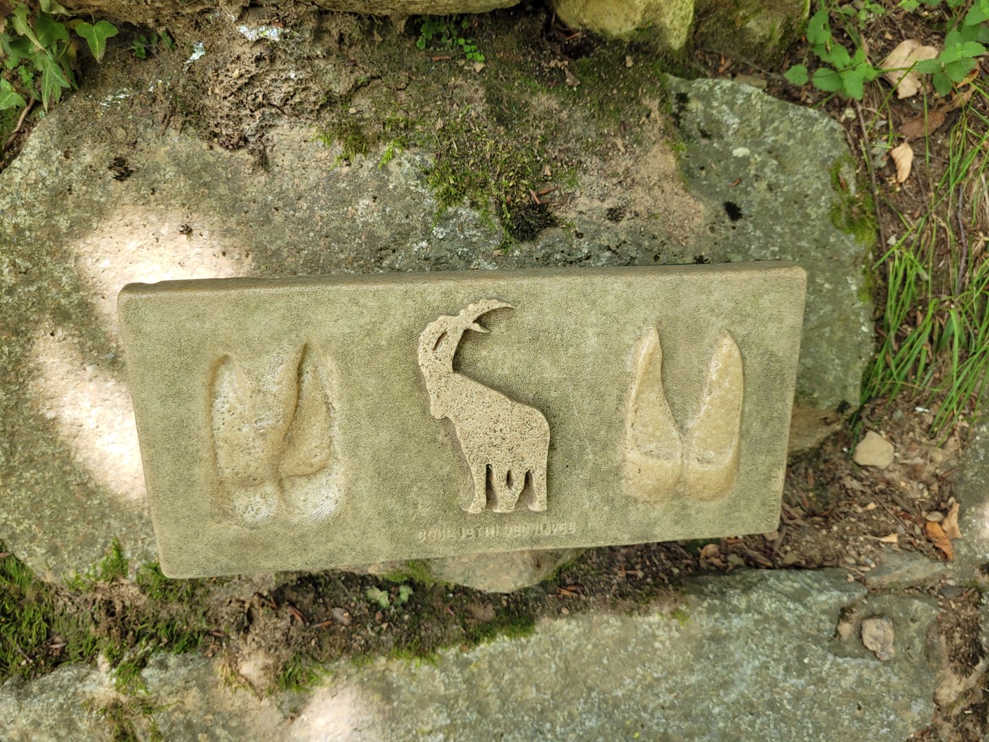 Alpine ibex print -Parc Animalier des Pyrénées (2023)