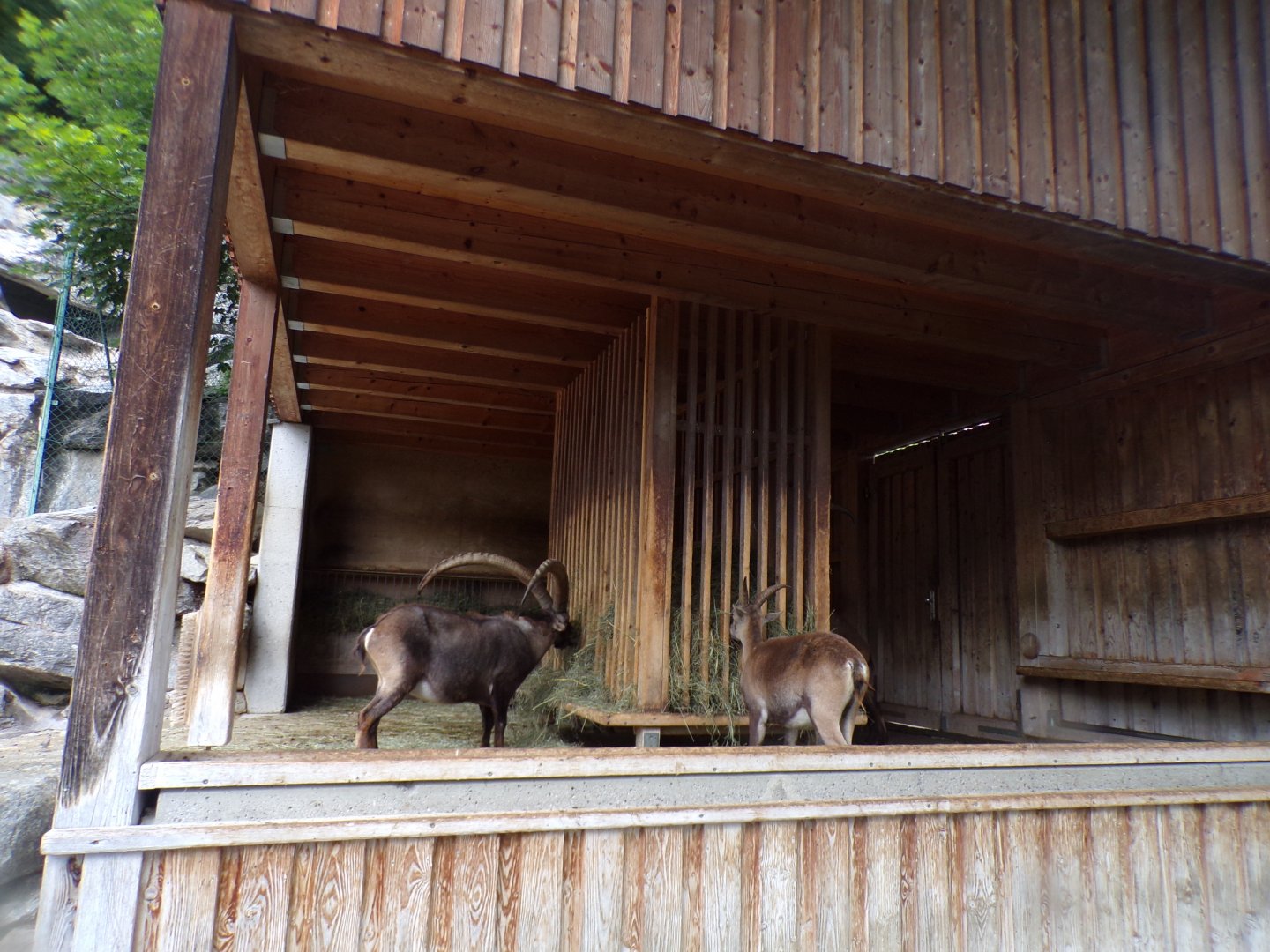 Alpine ibex sheltered area 9.7.25