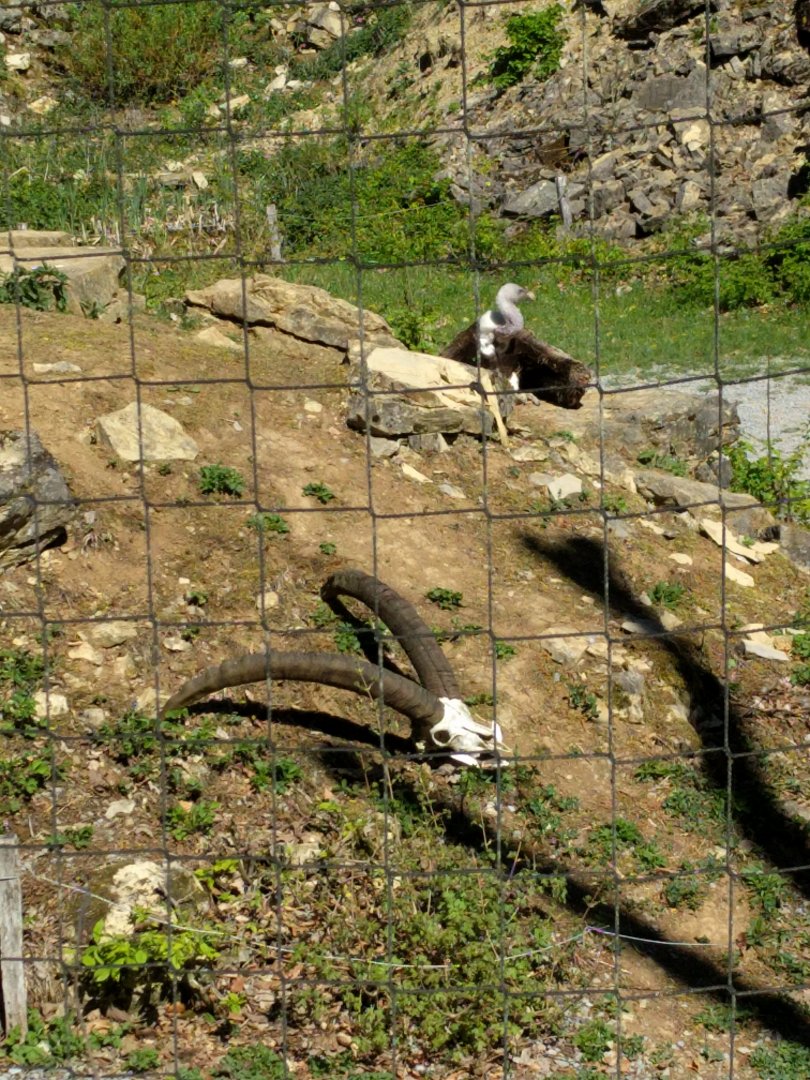 Alpine ibex Skull in Vulture Enclosure