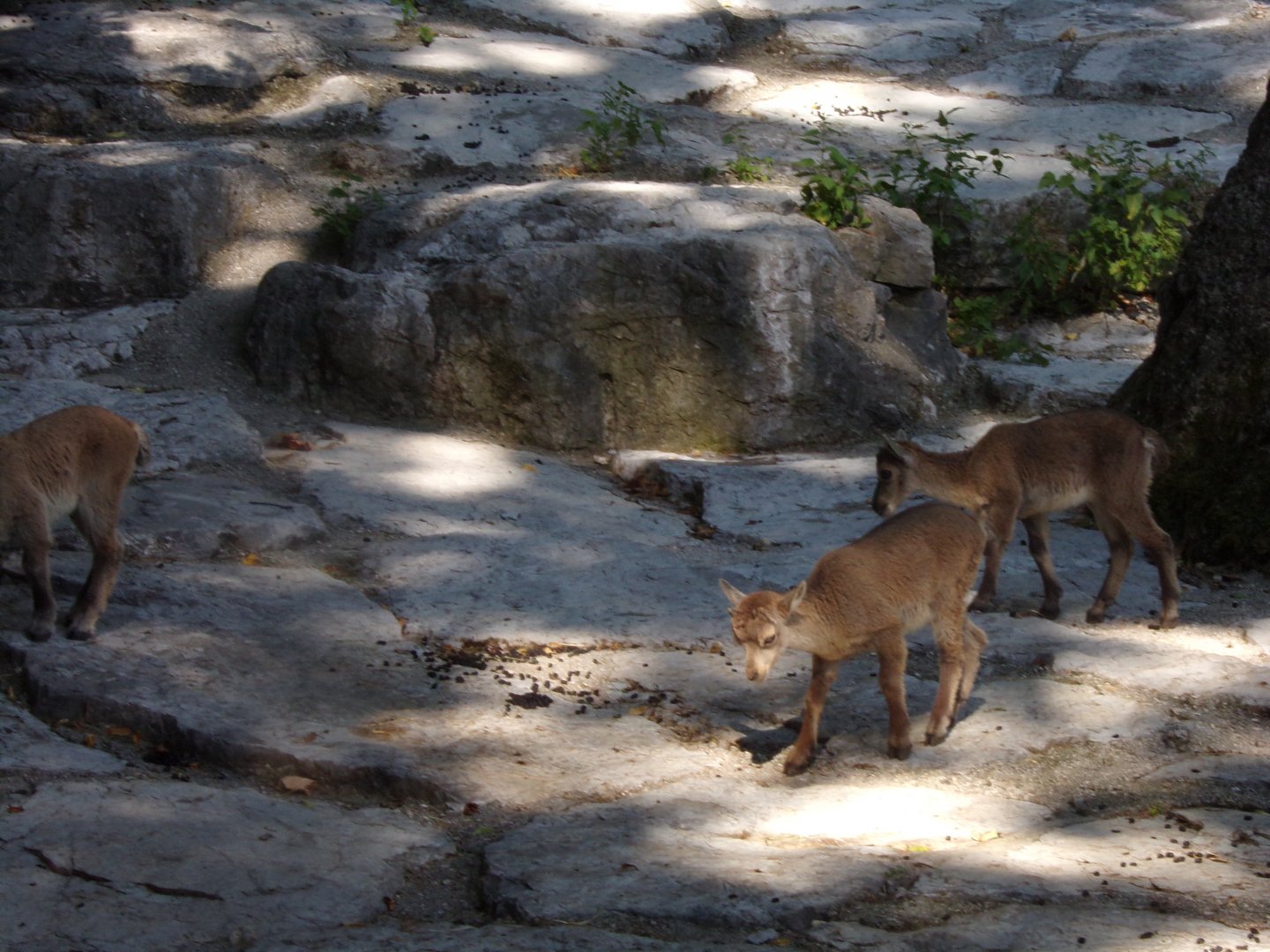 Alpine ibex young 13.7.25