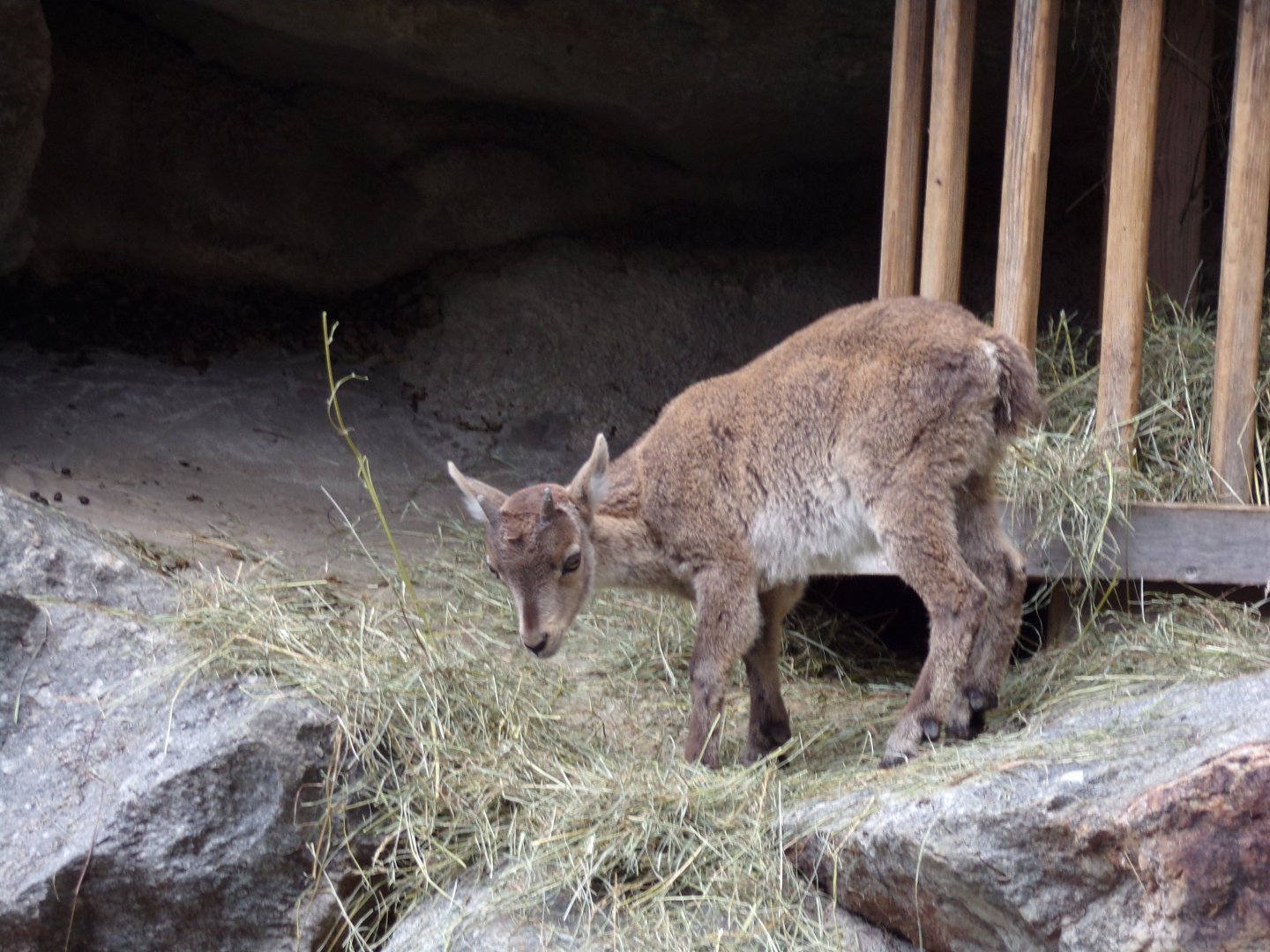 Alpine ibex youngster 9.7.25