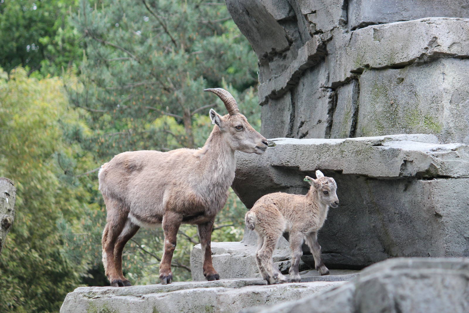 Alpine ibex
