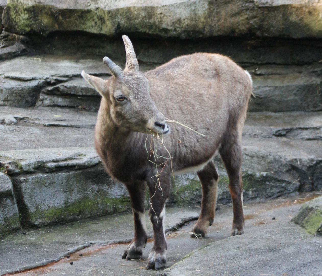 Alpine ibex
