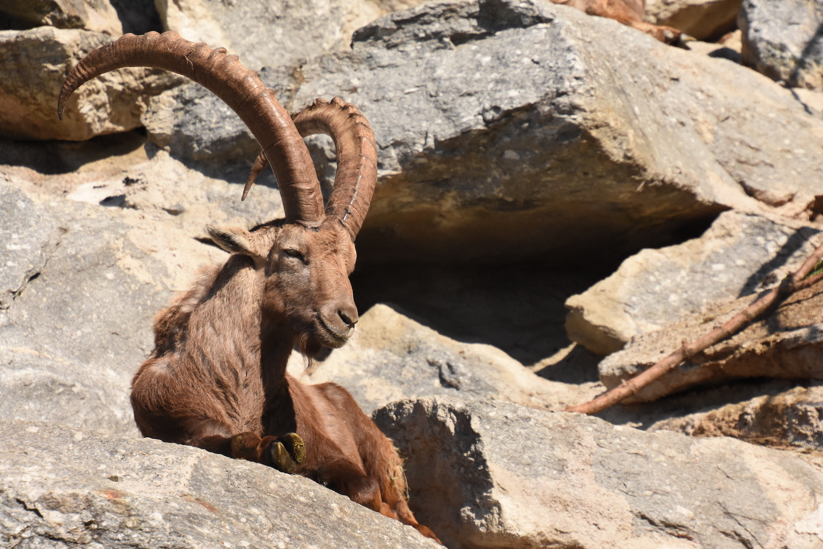 Alpine ibex