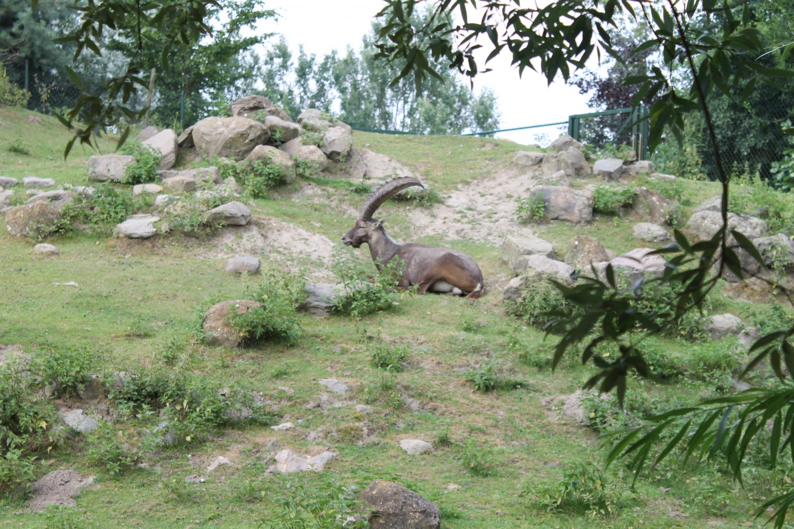 Alpine ibex