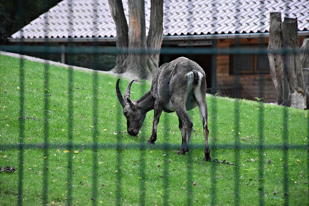 Alpine ibex