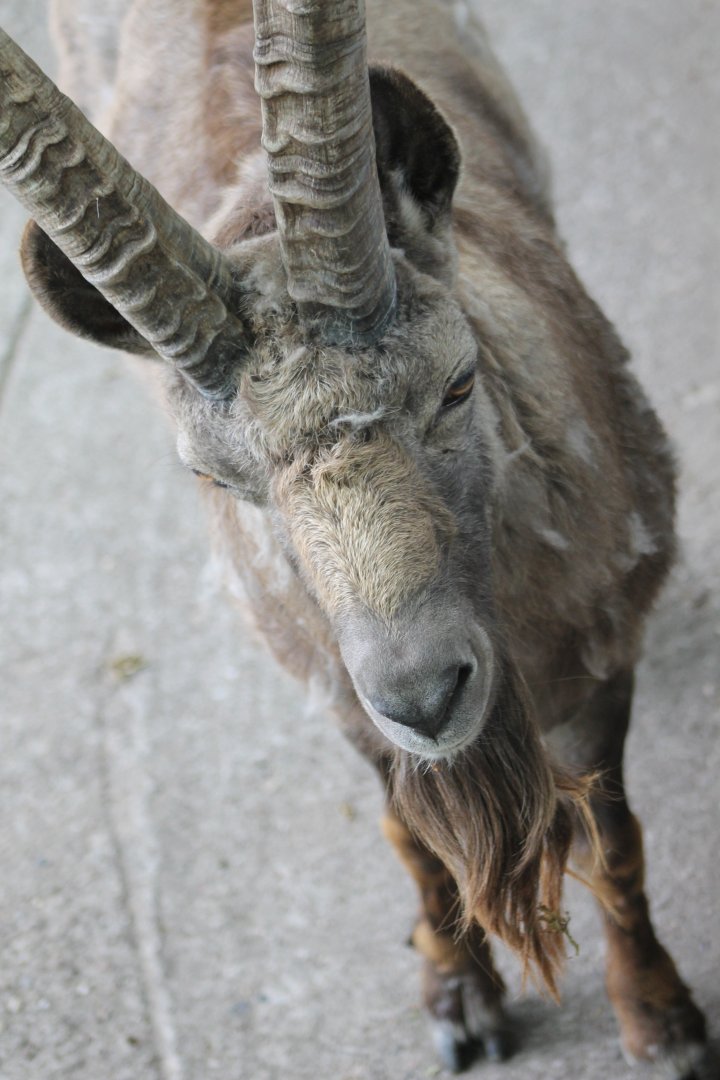 Alpine ibex