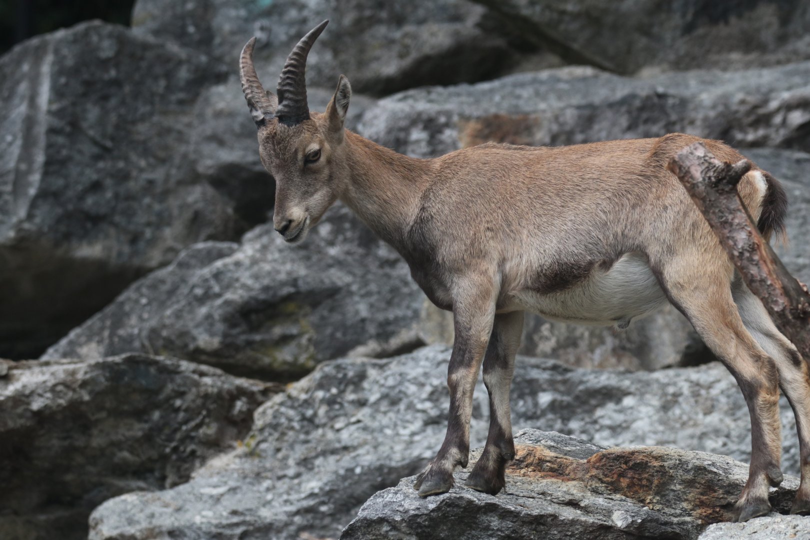 Alpine ibex