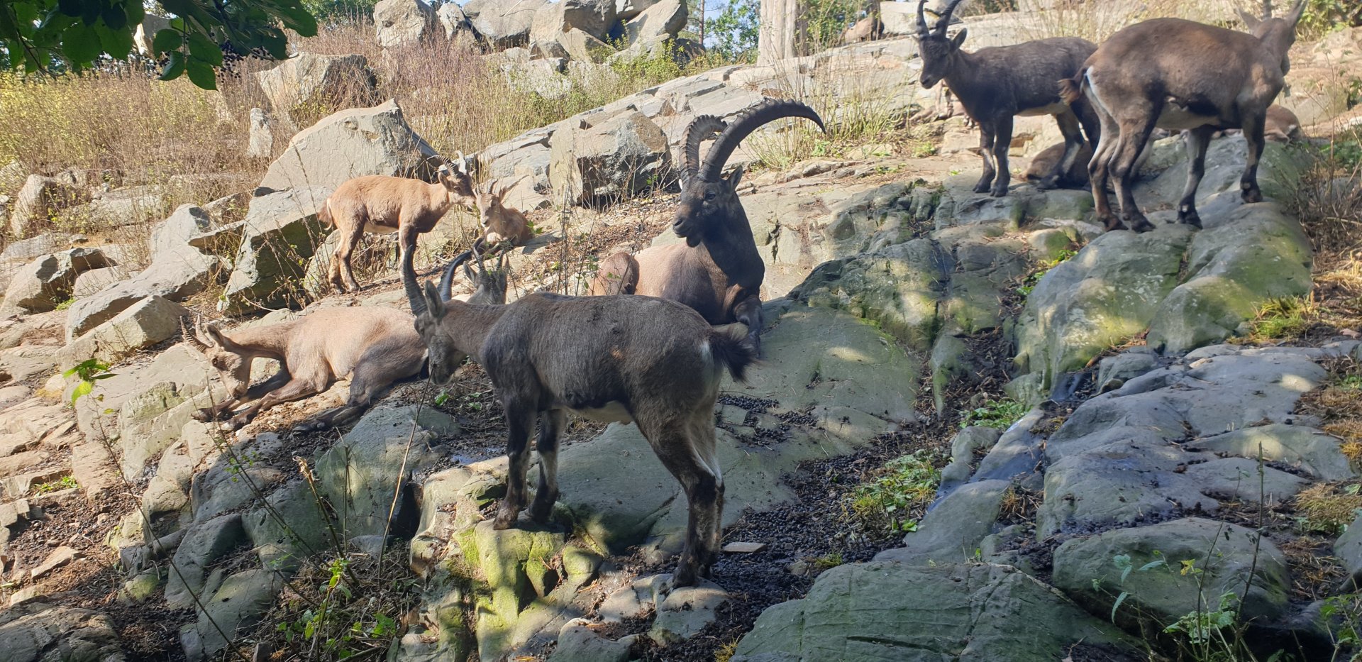 Alpine Ibex