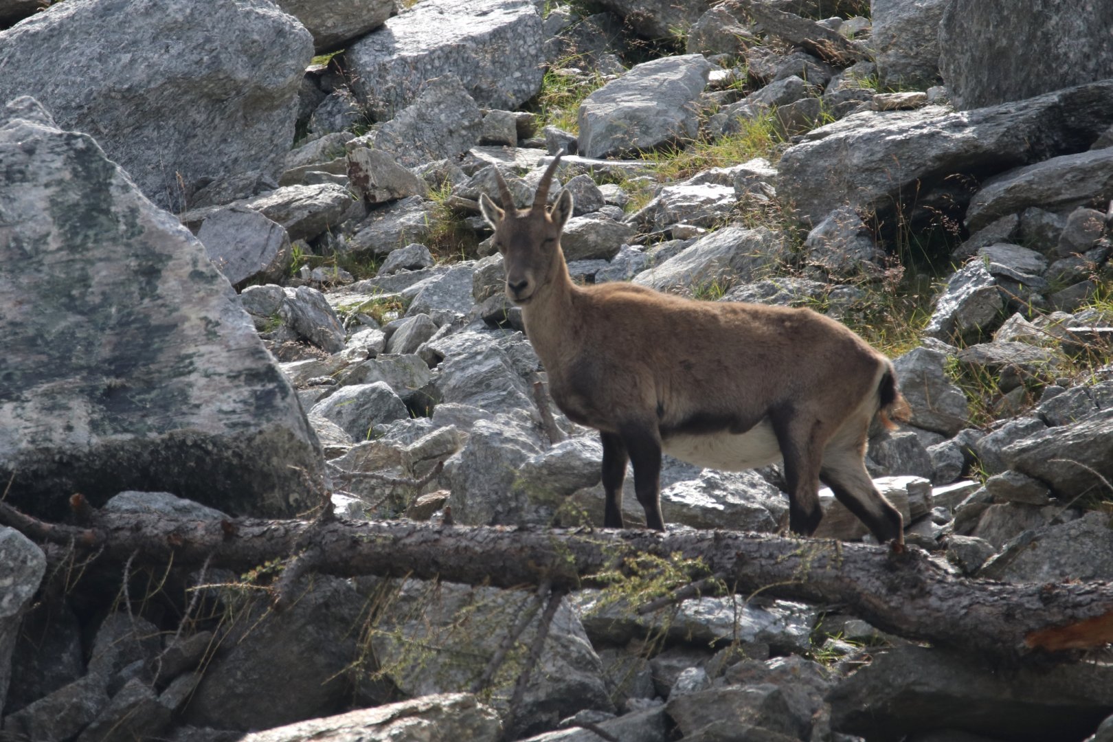 Alpine ibex