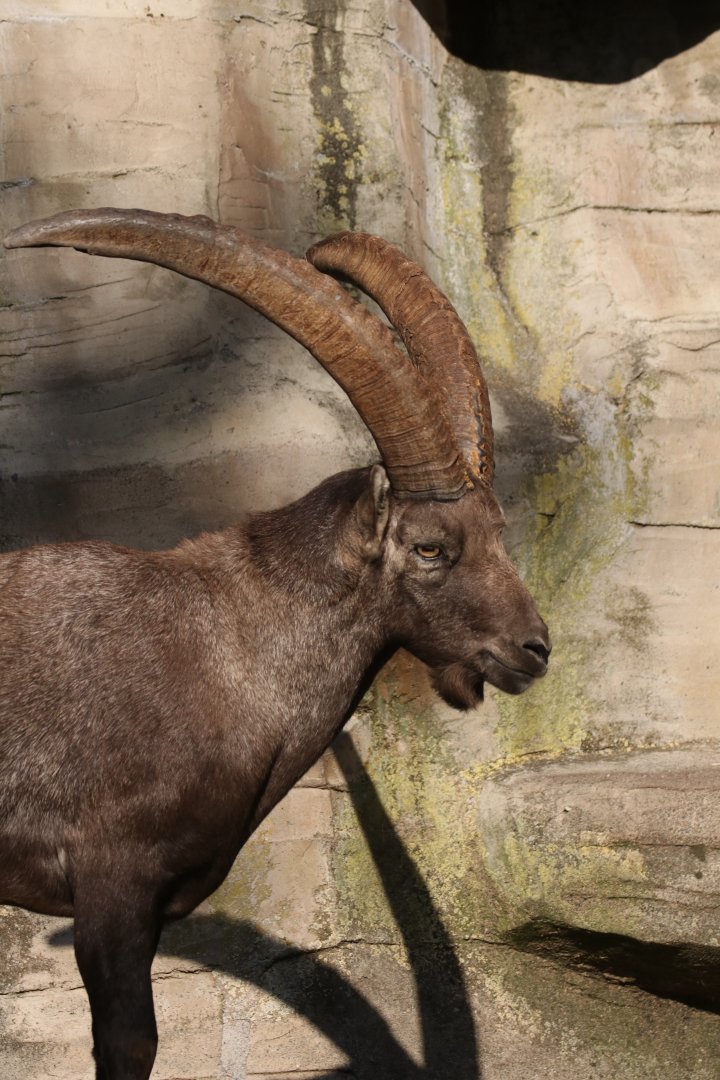 Alpine ibex
