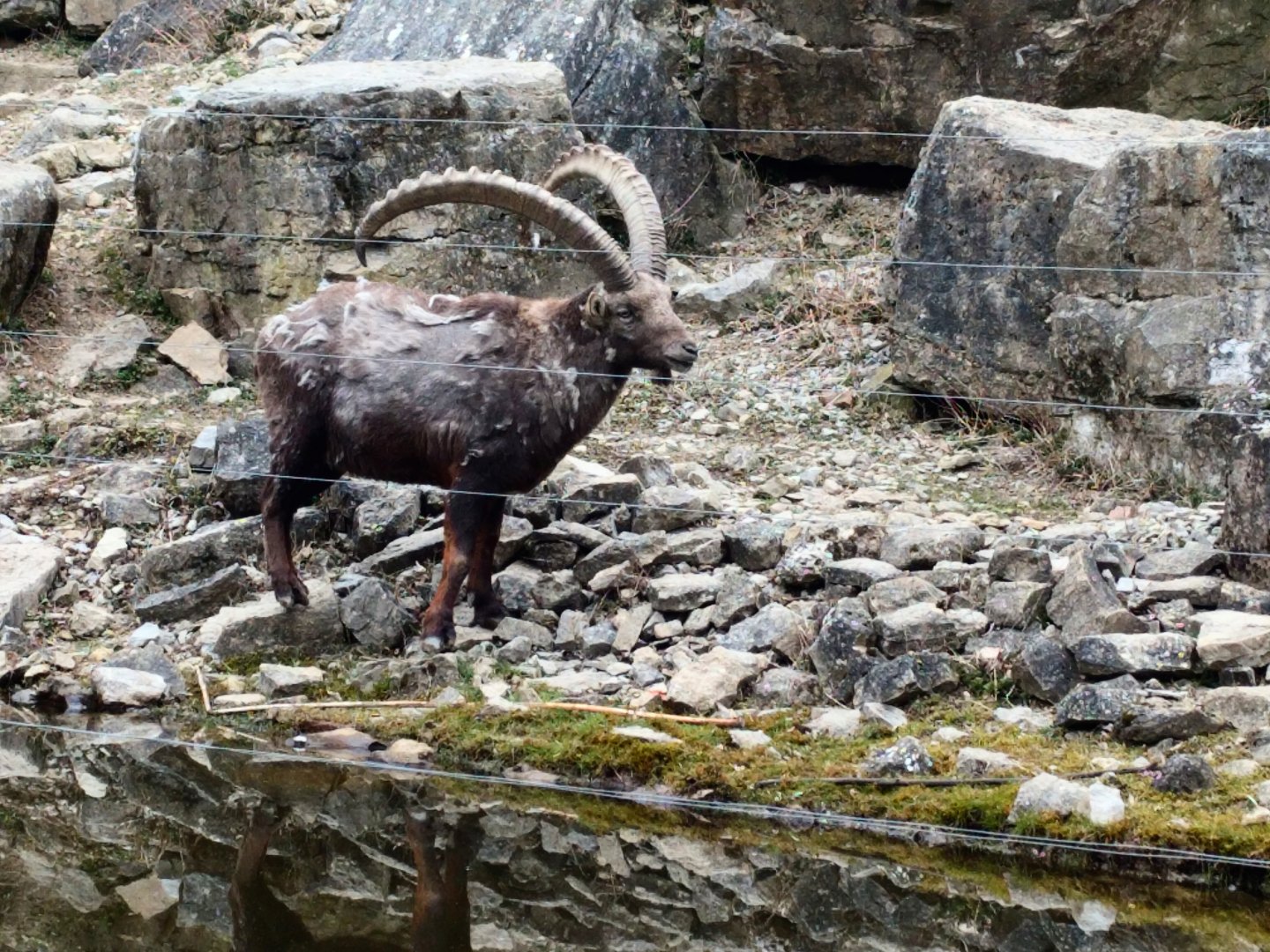 Alpine Ibex