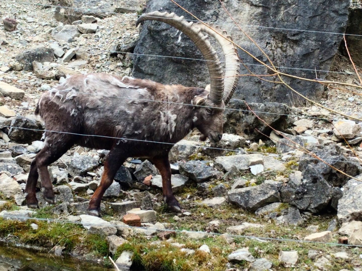 Alpine Ibex