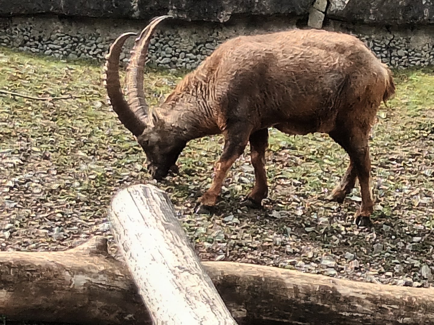 Alpine Ibex