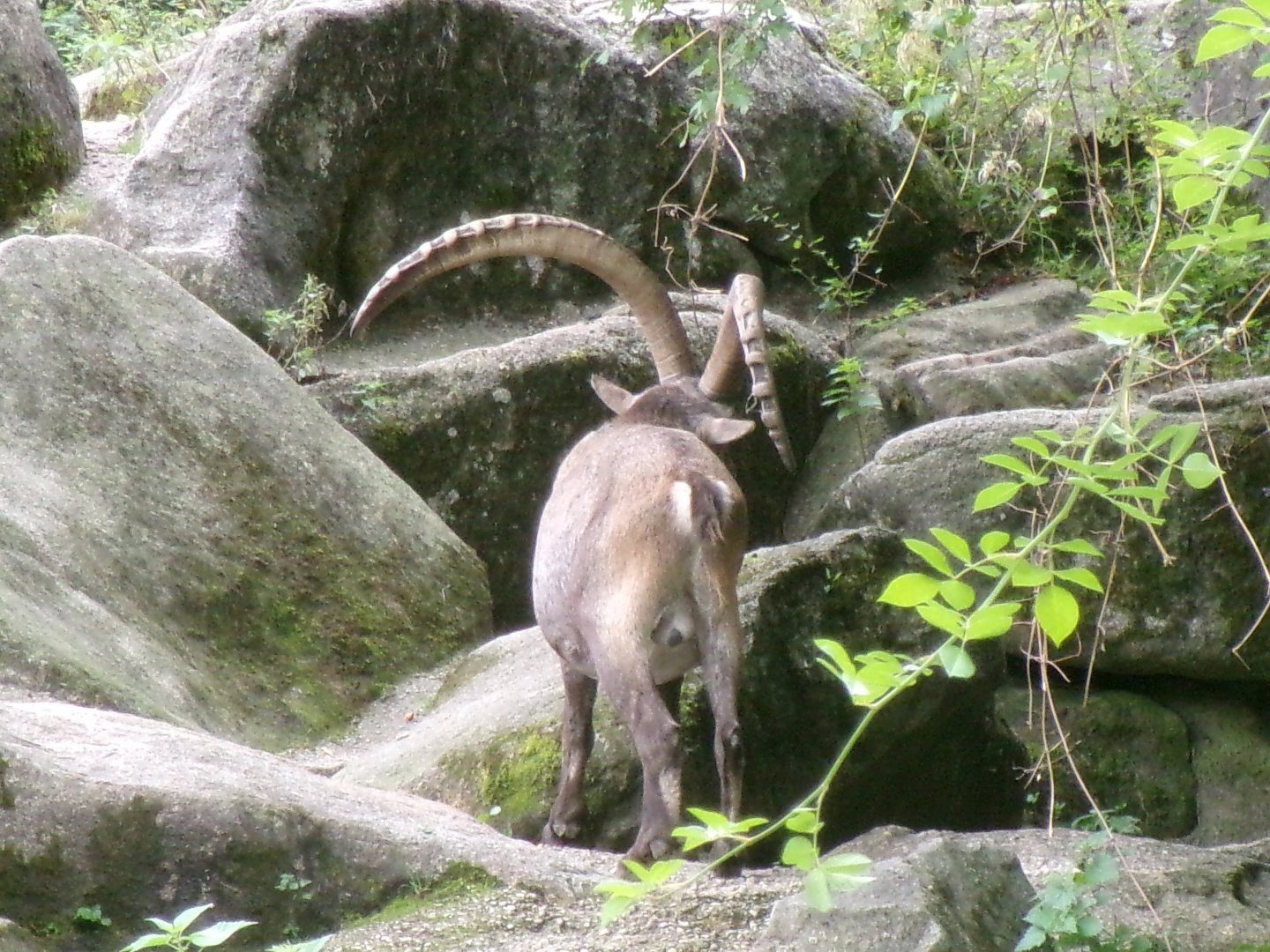 Alpine ibex
