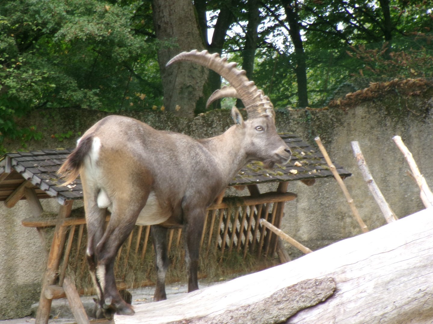 Alpine ibex