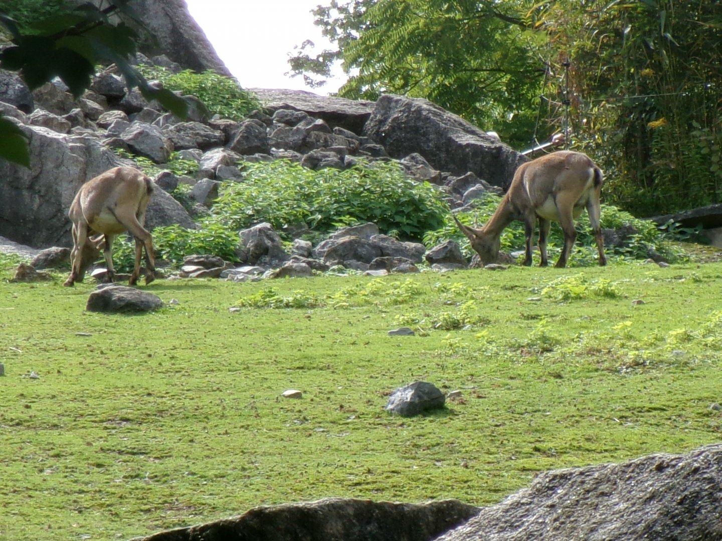 Alpine ibex