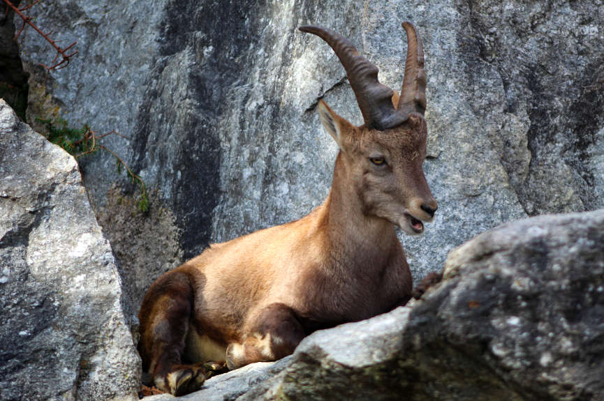 Alpine Ibex