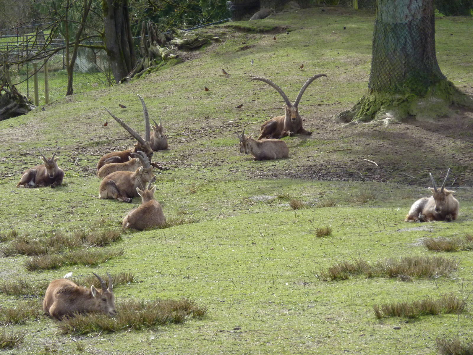 Alpine Ibex
