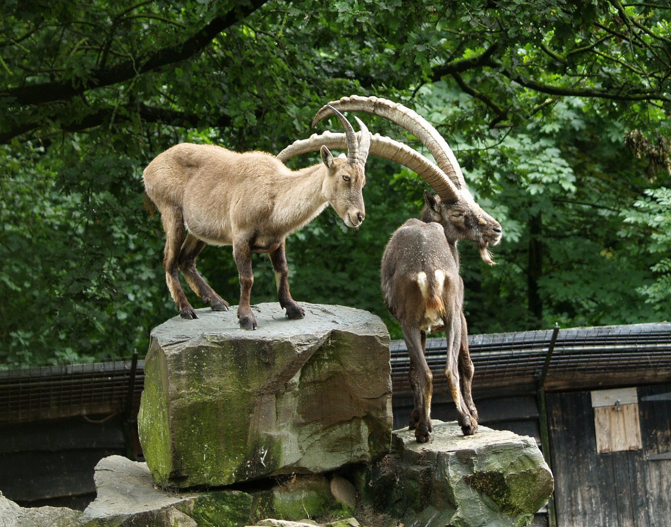 Alpine ibexes (Capra ibex), 2012-07-15