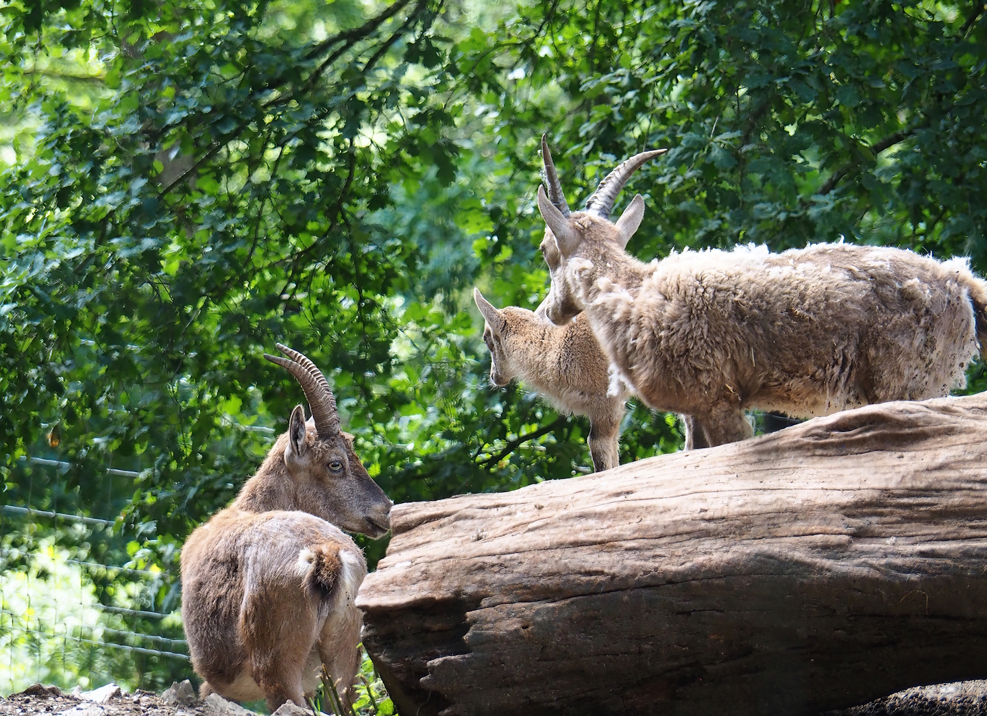 Alpine ibexes (Capra ibex), 2023-06-24