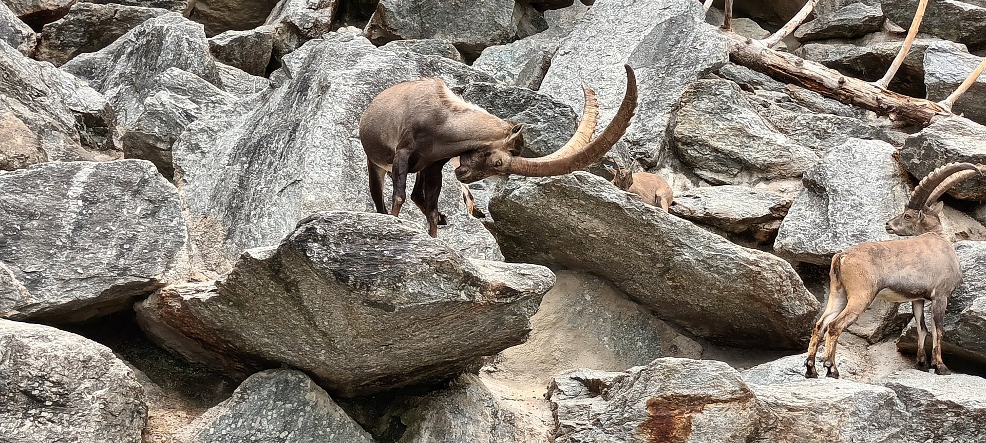 Alpine Ibexes