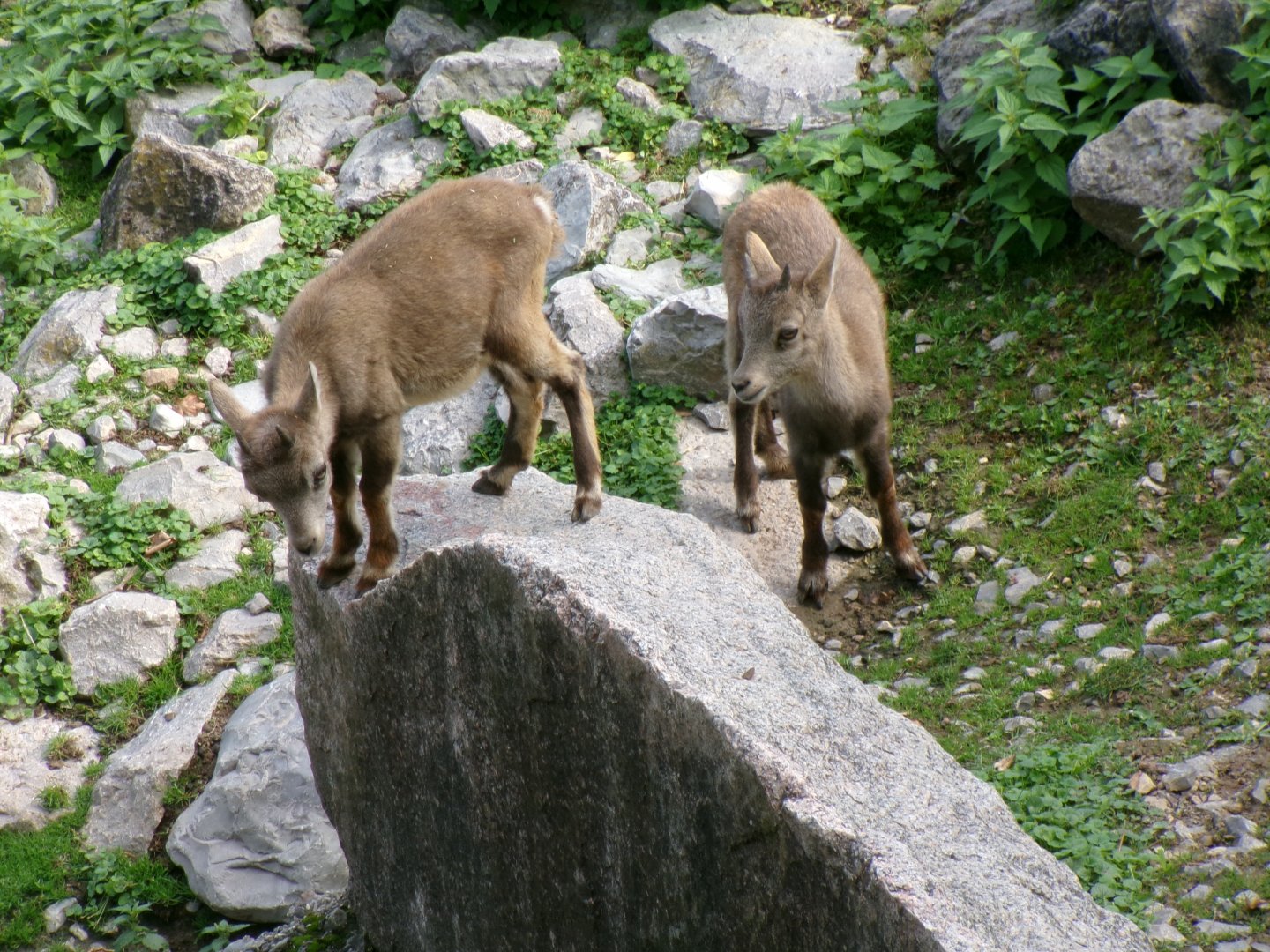 Alpine ibexes