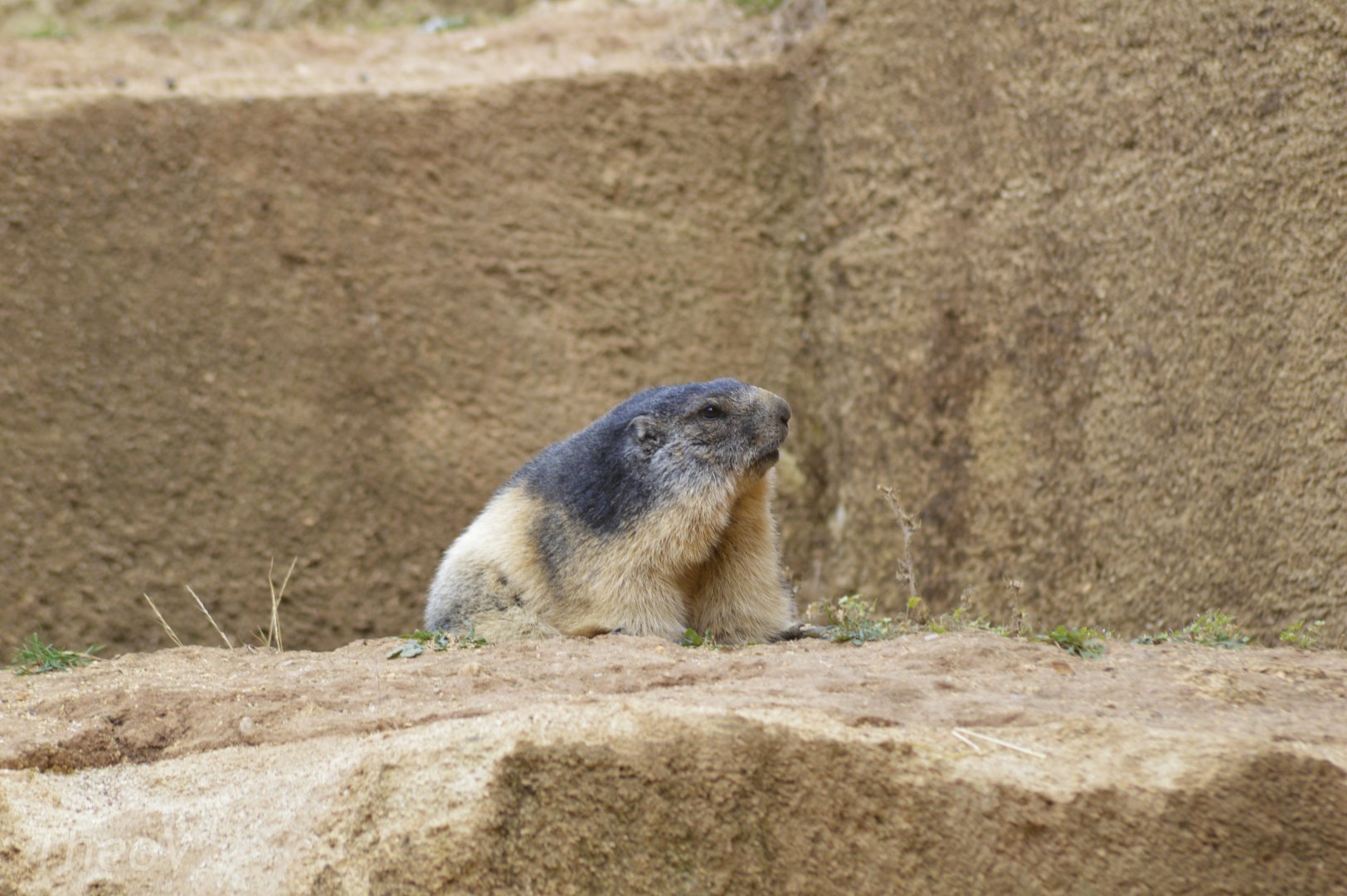 Alpine marmot [2020]