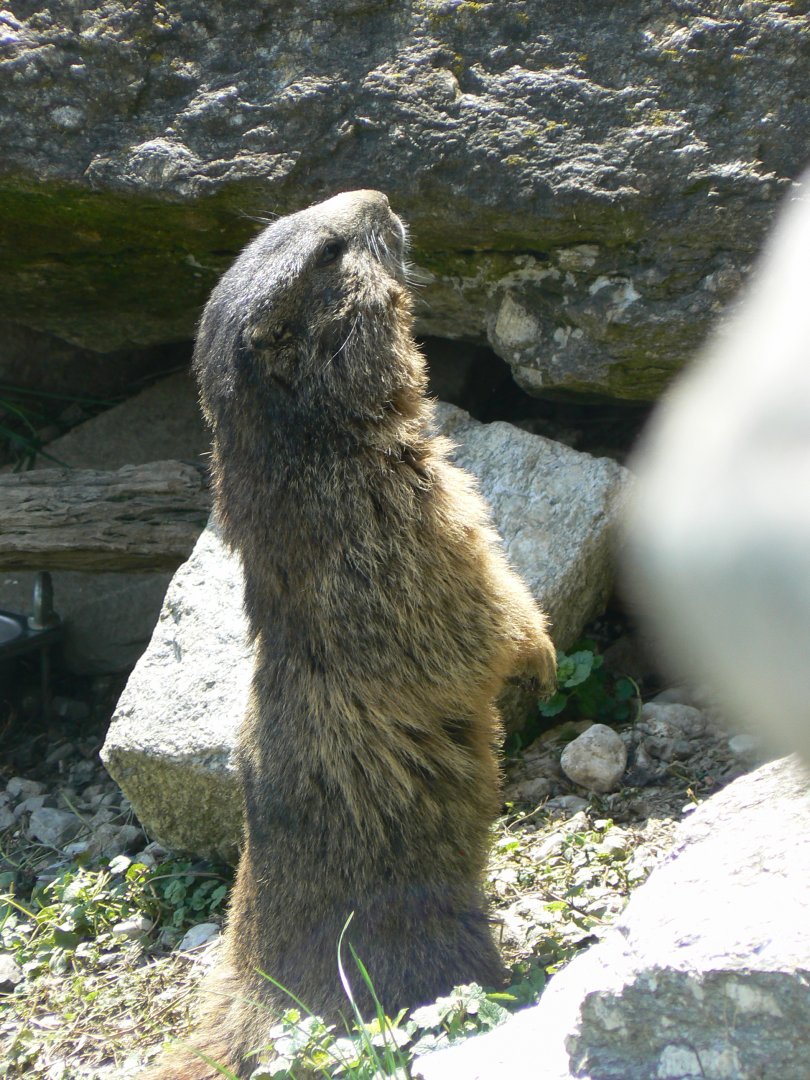 Alpine Marmot - 4 June 2019