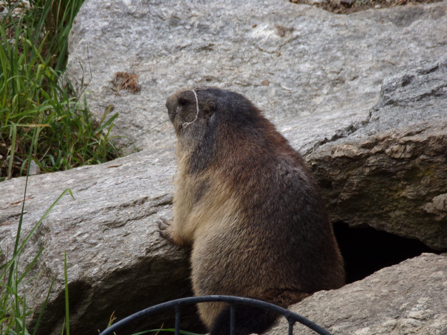 Alpine marmot 9.7.25
