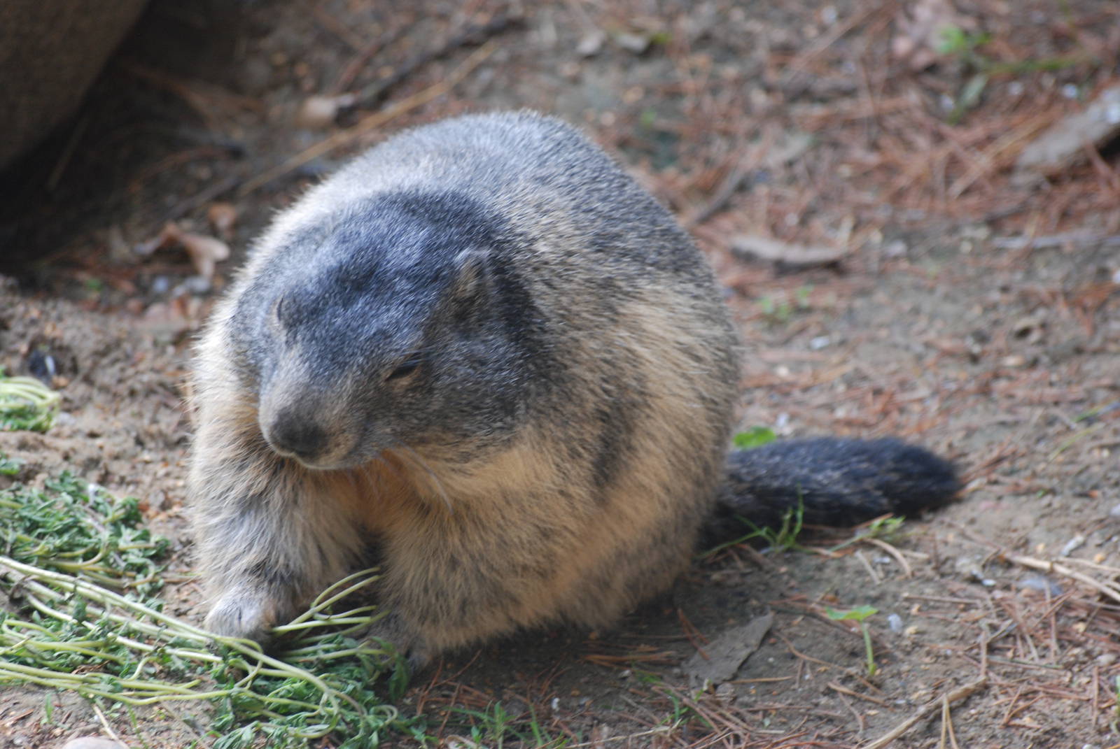 Alpine Marmot at Berlin Zoo, 31/08/11