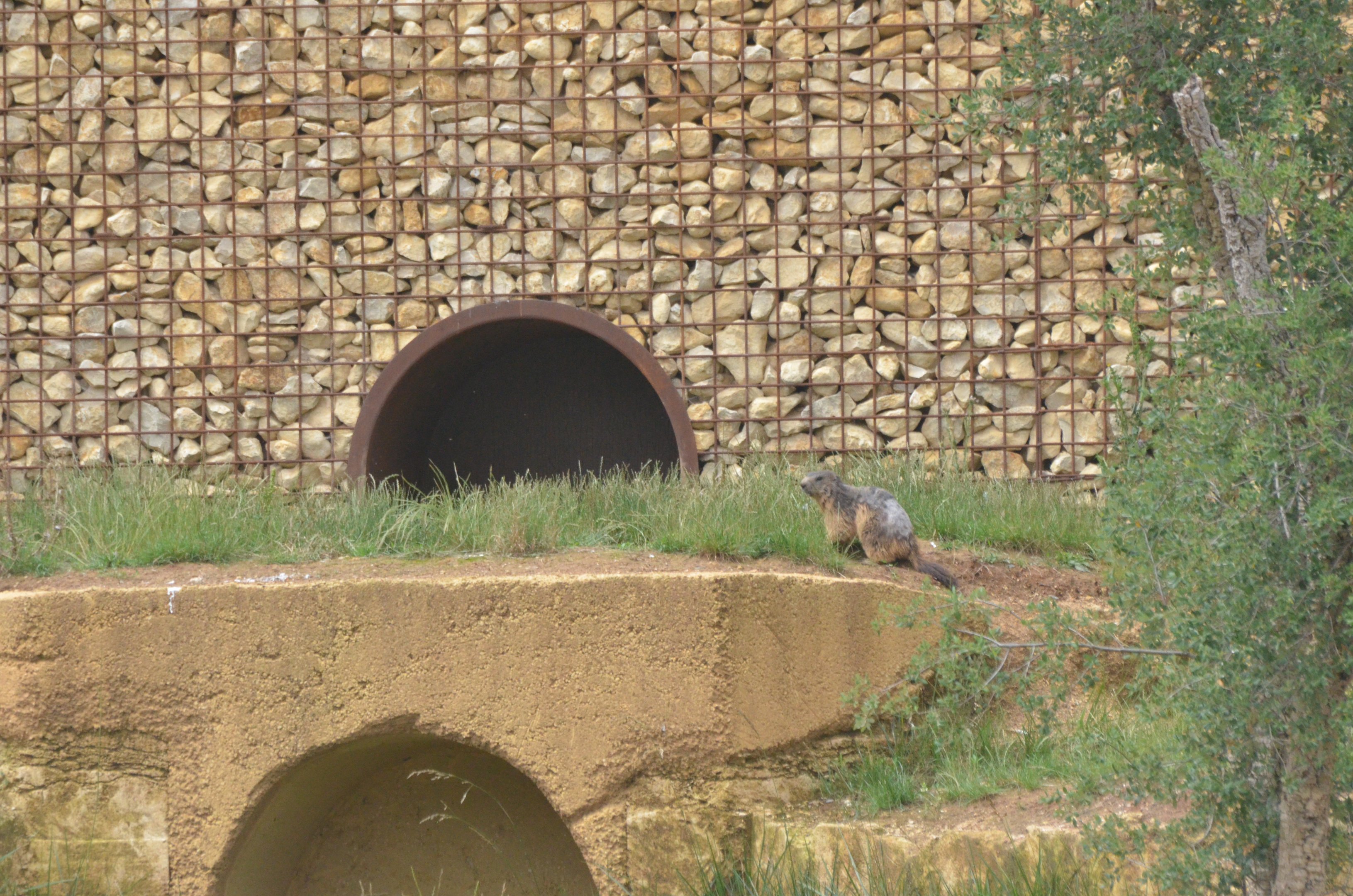 Alpine Marmot at Doué-la-Fontaine, 15/06/18