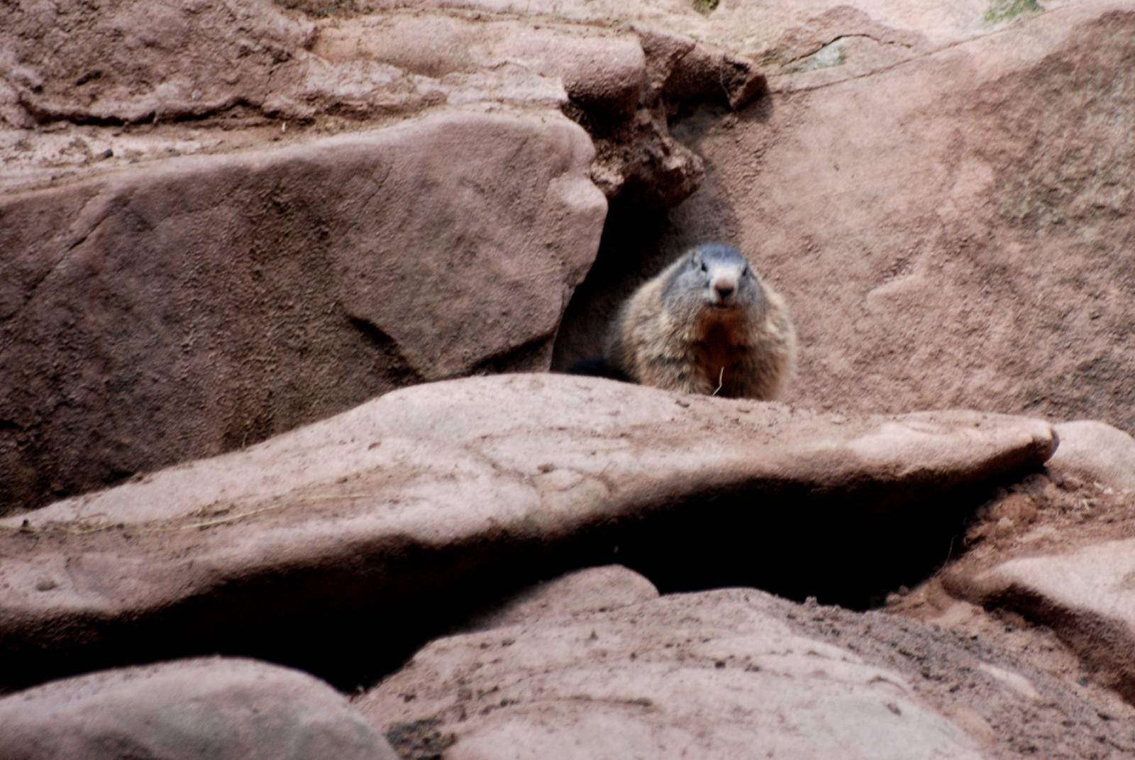Alpine Marmot at Nuremberg, 04/09/15