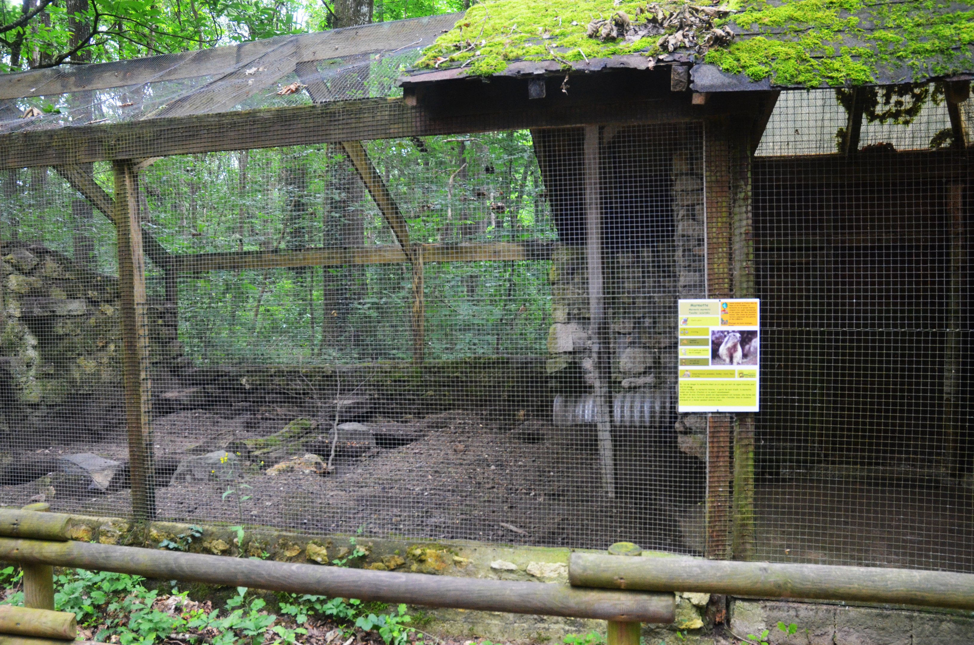 Alpine Marmot Enclosure at Pescheray, 13/06/18