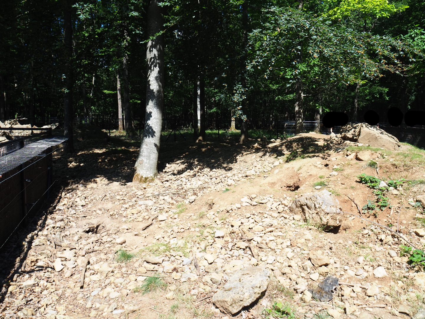 Alpine marmot exhibit, 2020-07-12