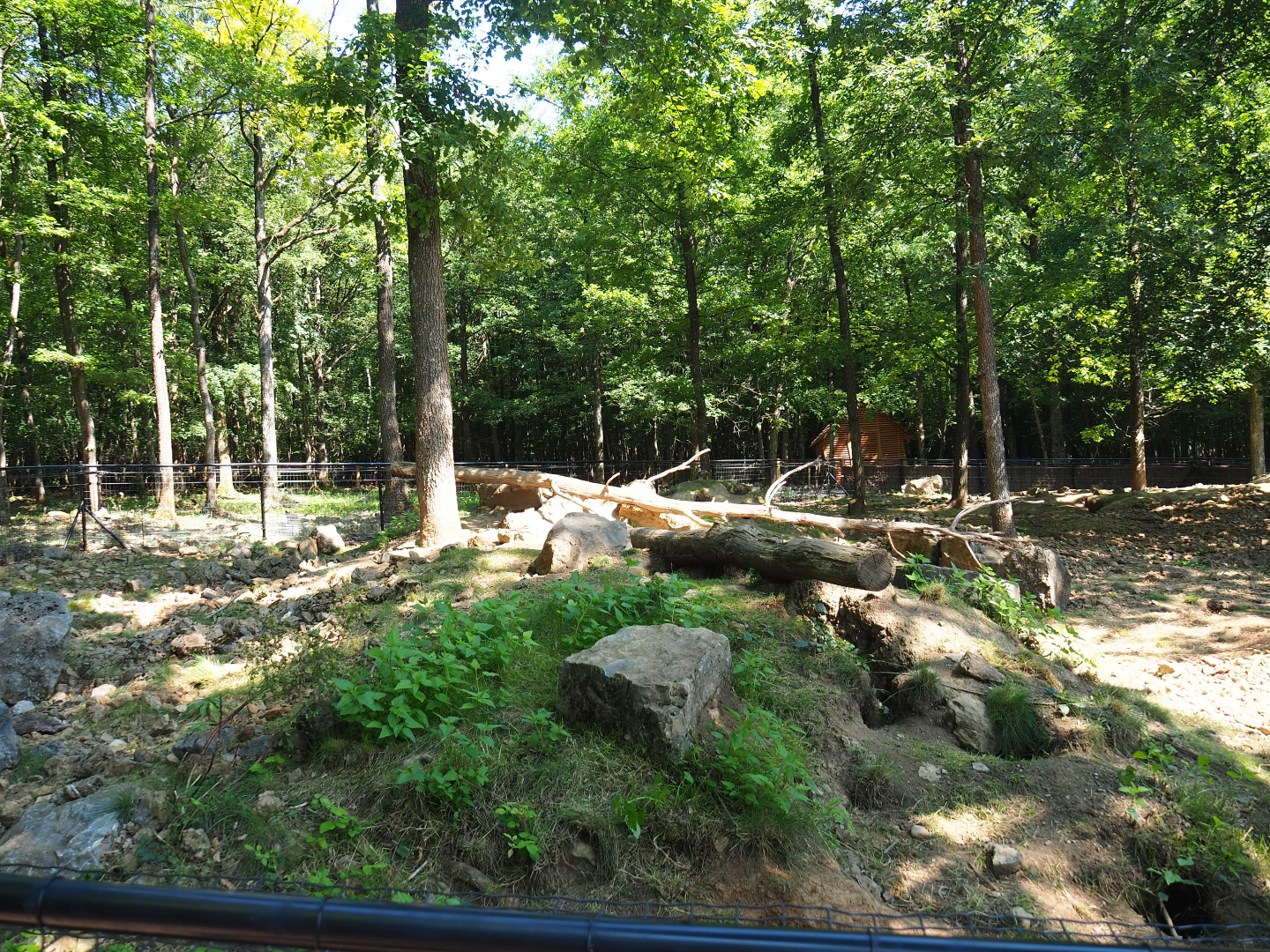 Alpine marmot exhibit, 2020-07-12