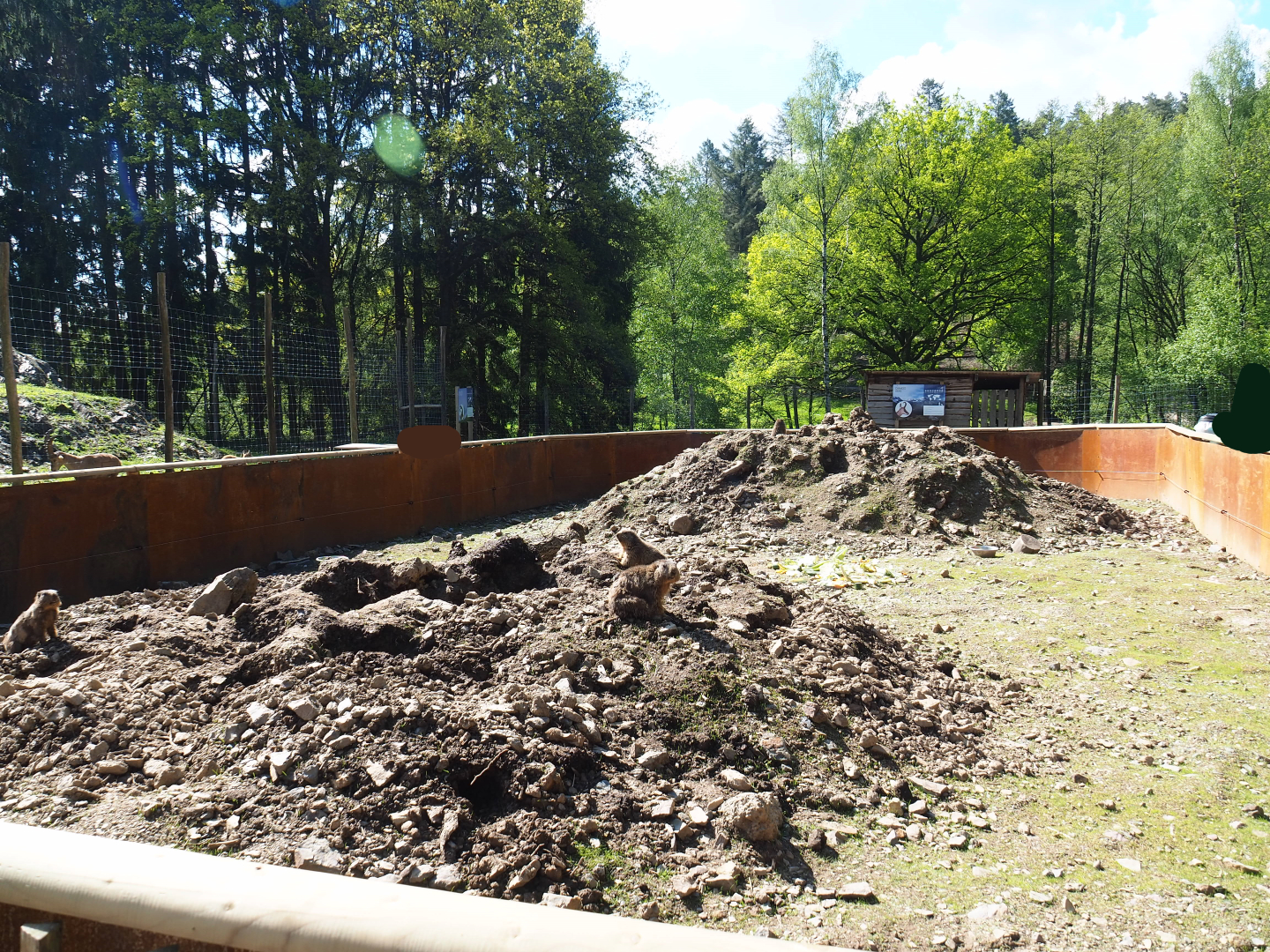 Alpine marmot exhibit, 2021-05-29