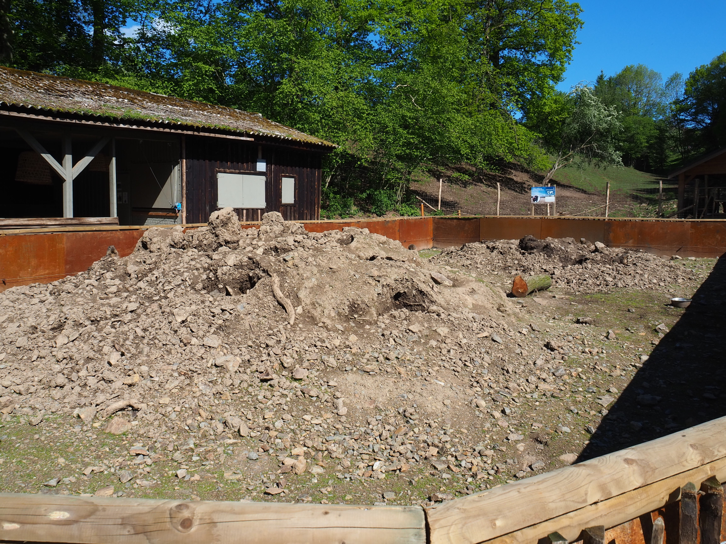 Alpine marmot exhibit, 2021-05-29