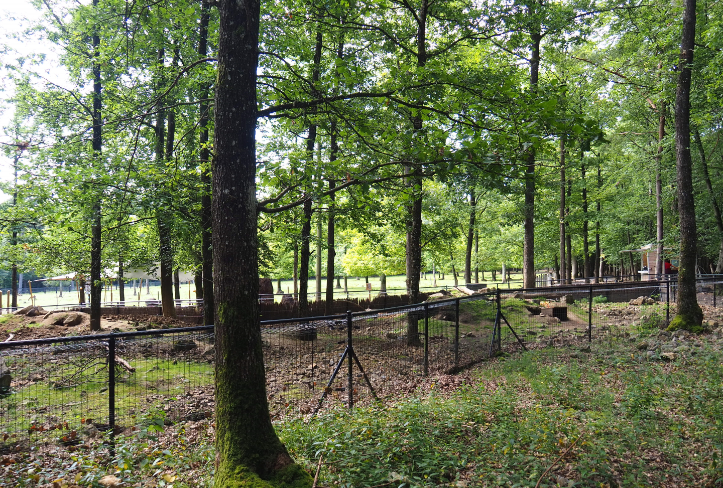 Alpine marmot exhibit, 2021-08-15