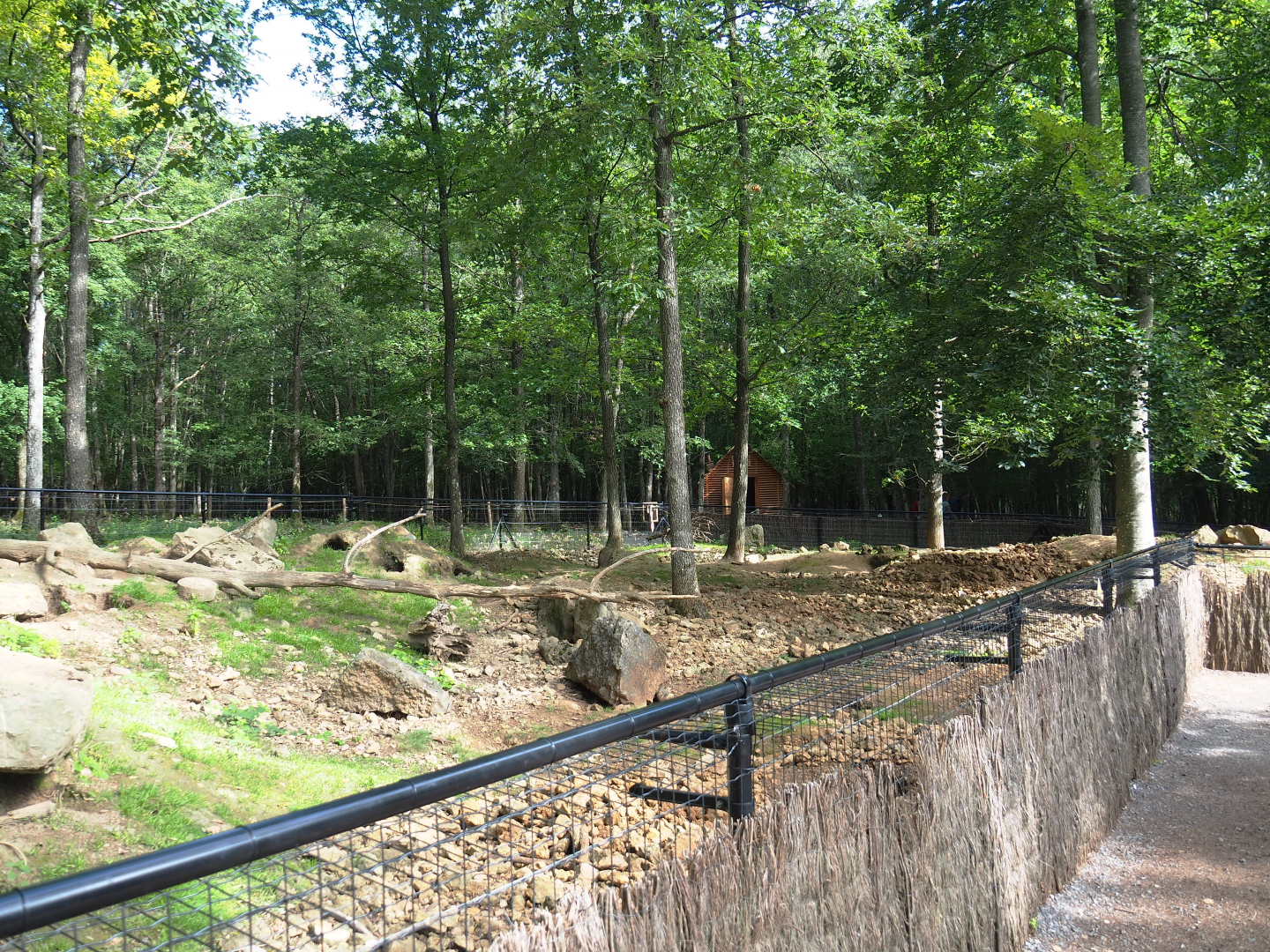 Alpine marmot exhibit, 2021-08-15