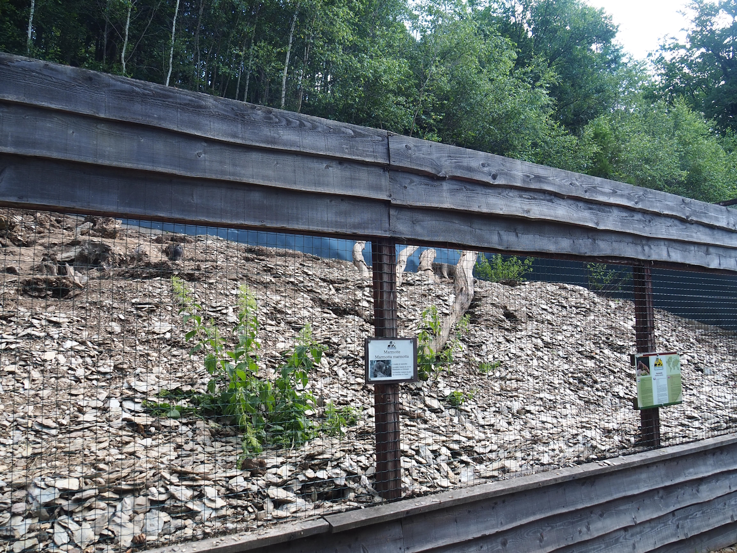 Alpine marmot exhibit, 2023-06-24