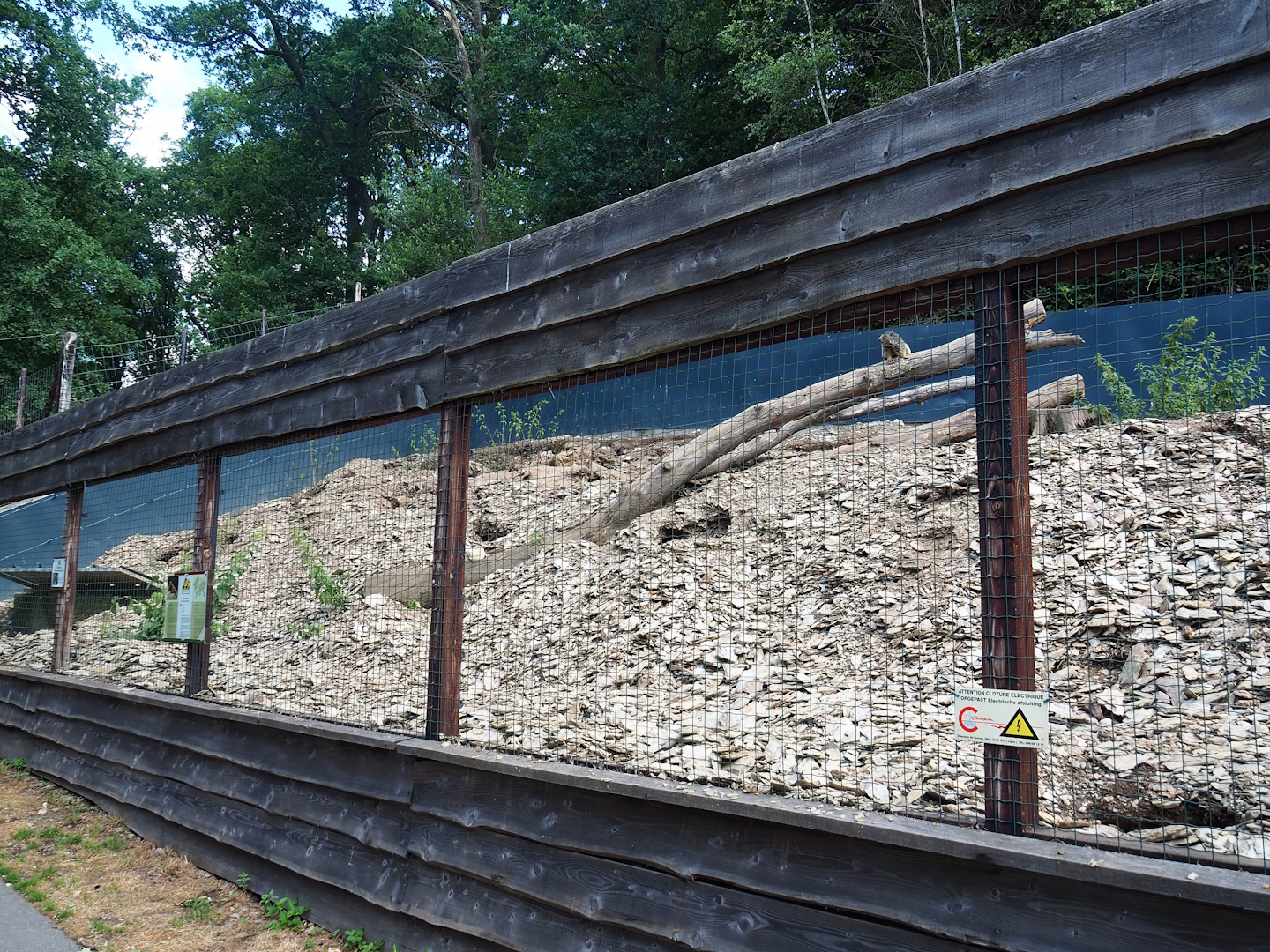 Alpine marmot exhibit, 2023-06-24