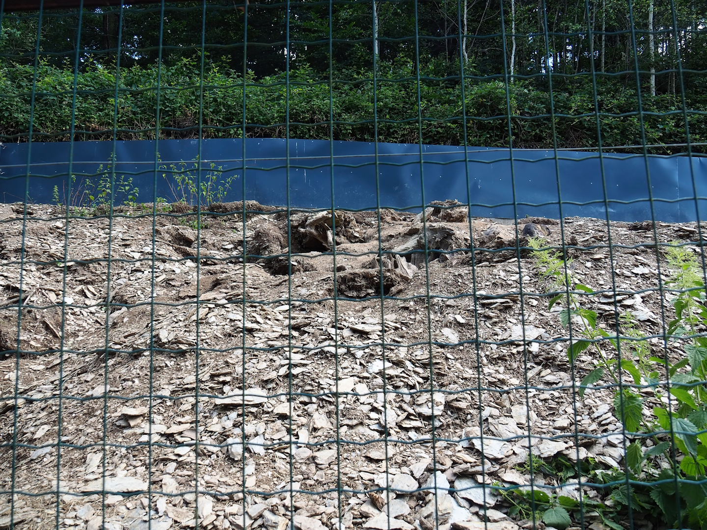 Alpine marmot exhibit, 2023-06-24